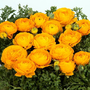 /iLXF_[hiQFS[fCG[5 2܃Zbg