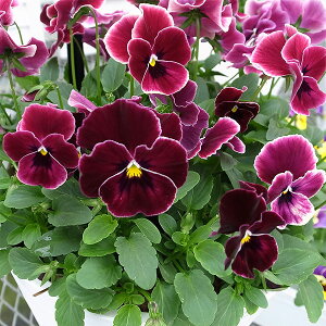 Ԃ̕c/[]pW[F炭@v`O[X3-3.5|bg 24Zbg