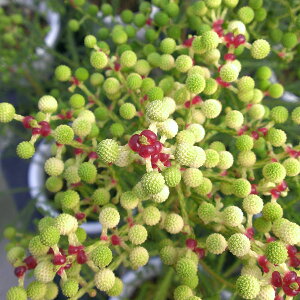 Ԗ ؂̕c/o[[AFsbR3|bg