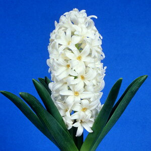 /qVXi͔|pEW{jFJ[lM[ij2Zbg