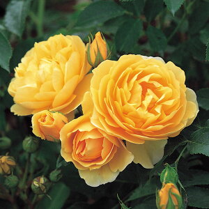 o̕c/CObV[Y@frbhEI[X`E[WYFOnEg[}X15L|bgA(oc)