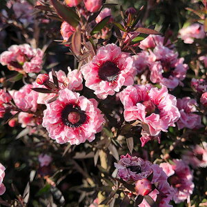 Ԗ ؂̕c/MEoCFCgsNd3.5|bg