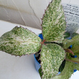 i[Z[̃NX}X[YinjFXej[ lIX^[_Xg3.5O|bg