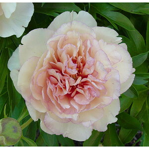 Ԃ̕c/VNNiC^[ZNVinCubhjFXNfBhDAuVX5|bg