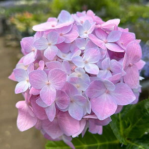 Ԗ ؂̕c/AWTCF̌biLV}mO~j3|bg