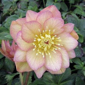 NX}X[YF*AvRbgWF[g3|bg