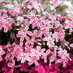 ōiVoUNj F^}miK(̗j3|bg48Zbg