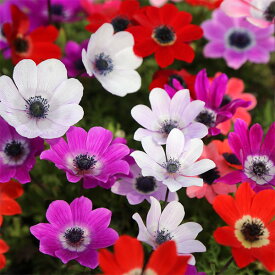 アネモネ：フルゲンス花色ミックス2-4球植え3-3.5号ポット 3個セット