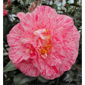 �Ԗ� ��؂̕c/�c�o�L�i�ցj�F���̋�4.5���|�b�g