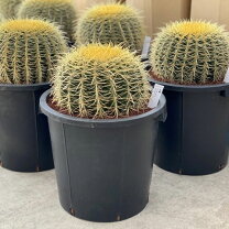 楽天市場】サボテン 金鯱（サイズ（植木鉢）10 ～ 12号）（花・観葉  