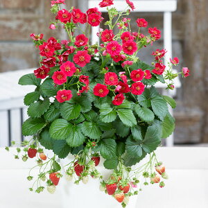 ؂̕c/C`SilGȂjF[Yx[(R)bh3|bg 3Zbg