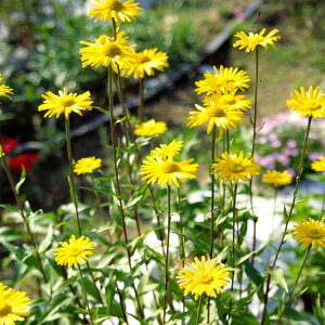 Ԃ̕c/leiLn}MNEeLAj3|bg 2Zbg