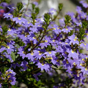 Ԃ̕c/XJG{Fu[t@t[3|bg 6Zbg