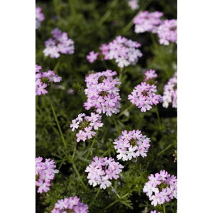 Ԃ̕c/o[xiFel CgsN@3|bg