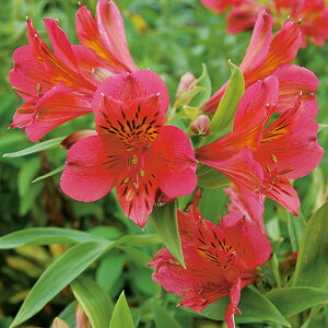 Ԃ̕c/K[fAXgAFeBGZ3|bg