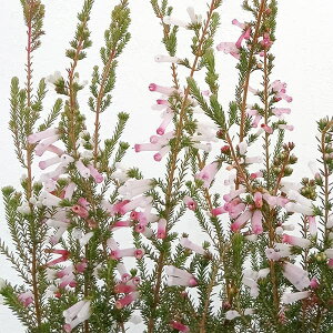 Ԗ ؂̕c/GJFZ Lt[Chbv3.5|bg