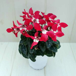 Ԃ̕c/VNFX[p[WbNXbh3O|bg