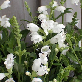 草花の苗/カクトラノオ（フィソステギア）：ホワイト3号ポット 2株セット