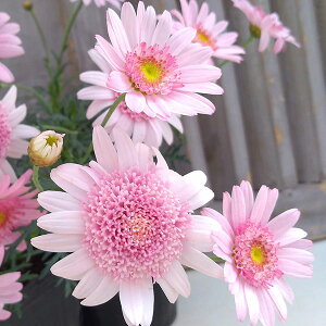 Ԃ̕c/}[KbgFVFG[3-3.5|bg