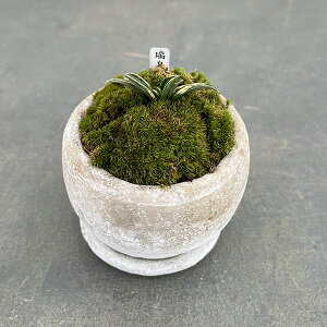 ϗtA/IgiNjFEA^[b^{ESSEMt