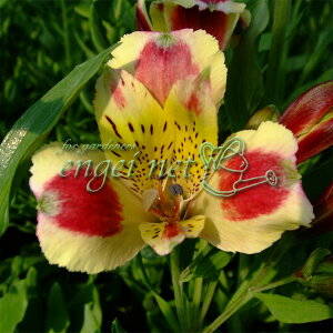 Ԃ̕c/AXgAFLCTo3.5|bg