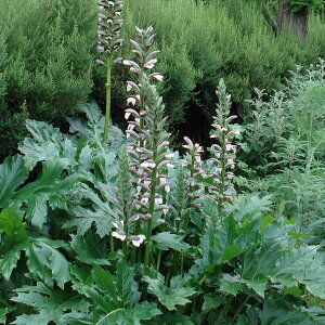 Ԃ̕c/AJTXF[X3-3.5|bg