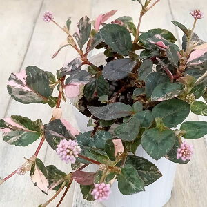 Ԃ̕c/|SiFZusN2.5|bg