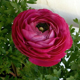 草花の苗/ラナンキュラス：マシェ・ローズピンク3.5号ポット