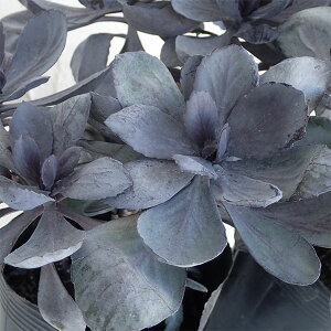 Ԃ̕c/n{^FubNTt@C2.5O|bg 6Zbg