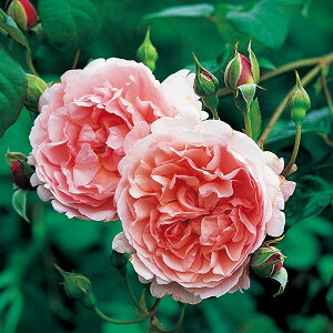 �o���̕c/�C���O���b�V�����[�Y�@�f�r�b�h�E�I�[�X�`���E���[�W�Y�F�X�g���x���[�E�q�����ڕc�i10L�p���A���j(�o���c)