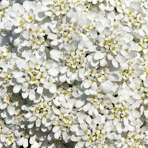 Ԃ̕c/[]CxXFGWFx[2.5|bg 24Zbg