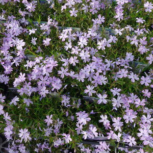 []ōiVoUNjFGhNbVu[3|bg48Zbg