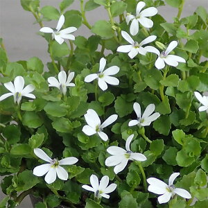 Ԃ̕c/veBA AO[^iGN{\Ej3 3Zbg