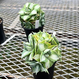 ϗtA/AKxFܗ_сiЂ炢ɂj3.5