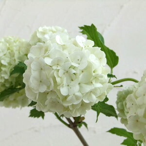 Ԗ ؂̕c/ro[iimJ{NjFXm[{[3|bg