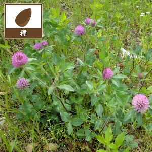 AJN[o[ 22.5kgiAJcNTEԃN[o[j[^l]