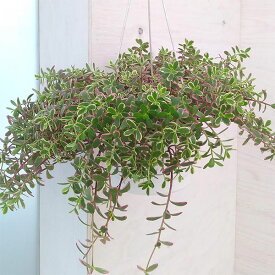 観葉植物/ポーチュラカリア：ピーチバタフライ5号吊り鉢
