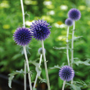 Ԃ̕c/GLmvXi^}AU~j u[5|bg 2Zbg