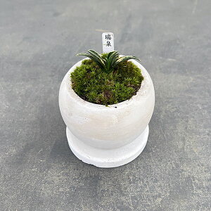 ϗtA/IgiNjFEA^}{EEMt