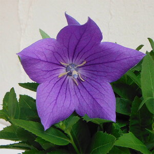 Ԃ̕c/LLEij[jFZ`^u[3.5|bg