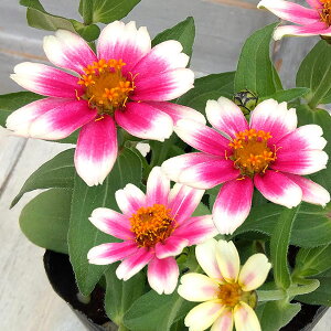 Ԃ̕c/WjAFvt[W `F[oCJ[3|bg 3Zbg