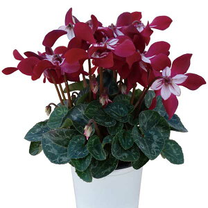 Ԃ̕c/VNFX[p[WbNXCbh3O|bg