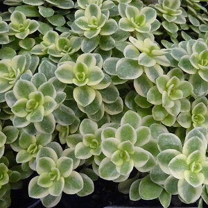 ϗtA/Z_F}LmC oGK[^3|bg