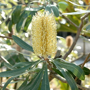 Ԗ ؂̕c/oNVAFCeOtHA4|bg