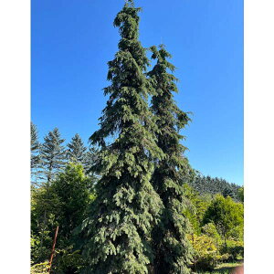 Ԗ ؂̕c/Ji_gEqFyf7|bg