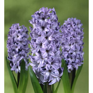 /qVXi͔|pEW{jFftgu[ij2Zbg