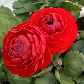 草花の苗/ラナンキュラス：アヤリッチ・レッド系3.5号ポット