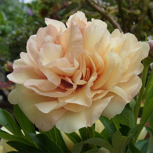 Ԃ̕c/VNNiC^[ZNVinCubhjFJi[uAg5|bg