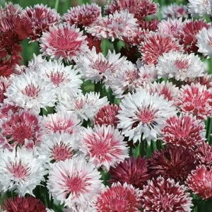 Ԃ̕c/Zg[AiԋejFNVbN}eBbN3|bg 2Zbg