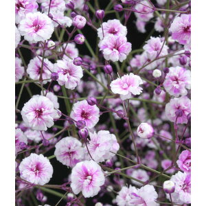 Ԃ̕c/hJX~\EFtFXeBo sN3`3.5|bg 3Zbg